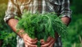 A farmer holding freshly harvested dill in a field on a sunny day. Agriculture and farming. Organic vegetables