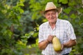 Farmer holding freshly picked zucchini Royalty Free Stock Photo
