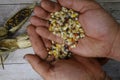 Farmer holding glass gem corn kernels in hands Royalty Free Stock Photo