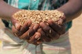 Farmer holding grain Royalty Free Stock Photo