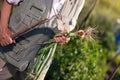 Farmer holding green onions in vegetable garden Royalty Free Stock Photo