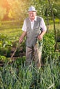 Farmer holding green onions in vegetable garden Royalty Free Stock Photo