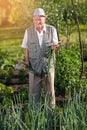 Farmer holding green onions in vegetable garden Royalty Free Stock Photo