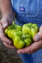 Farmer holding green peppers