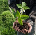 Farmer holding green young plant