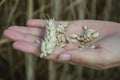 Farmer holding in hands ear and grains of wheat Triticum on field. Woman holds golden wheats spikelets Royalty Free Stock Photo