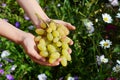 Farmer holding in hands fresh white grapes for making wine. Royalty Free Stock Photo