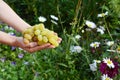 Farmer holding in hands fresh white grapes for making wine. Harvesting grapes by hand.grape in the hands of gardeners. Royalty Free Stock Photo