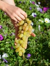 Harvesting grapes. Farmer holding in hands fresh white grapes for making wine in the Vineyard. Royalty Free Stock Photo