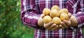 Farmer holding in hands potatoes products on green nature background. Organic farming. Banner format with copy space Royalty Free Stock Photo