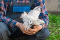 Farmer holding in hands a white brama chicken against a background of green grass, close-up, poultry farming Royalty Free Stock Photo