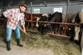 Man with pitchfork feeding cows Royalty Free Stock Photo