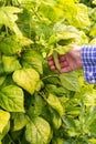 Farmer holding pods of young beans