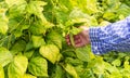 Farmer holding pods of young beans