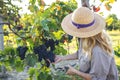 Farmer holding pruning shears and picking grape Royalty Free Stock Photo