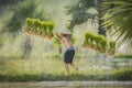 The farmer holding ricebaby on green fields ,Thailand,Thai farmer rice plants Sakonnakhon,Thailand Royalty Free Stock Photo