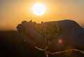 Farmer holding ripe corn grains in his hands at sunset