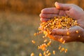 Farmer holding ripe corn grains in his hands at sunset