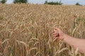 Farmer holding the ripe ears of wheat in the field before harvesting