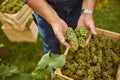 Farmer holding ripe grape clusters in his hands Royalty Free Stock Photo