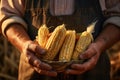 farmer holding ripe organic many corn cobs in his hands Royalty Free Stock Photo