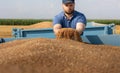 Farmer holding ripe wheat grains in his hands Royalty Free Stock Photo