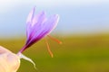 Farmer holding saffron crocus on blurred blue sky and field background.