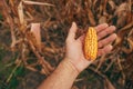 Farmer holding a small undeveloped corn on the cob on palm of his hand