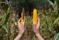 Farmer holding two mature corn cob.