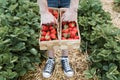 Farmer holding two wooden baskets full of fresh strawberries Royalty Free Stock Photo