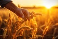 Farmer holding wheat ears in field at sunset, close-up, Hand of a worker man taking wheat spikes at sunset, close-up, AI Generated