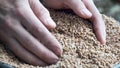 Farmer holding wheat grains in his hands. Harvest. Royalty Free Stock Photo