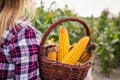 Farmer holding wicker basket with harvested corn cob from field Royalty Free Stock Photo