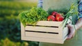 Farmer holding a wooden box with a set of fresh vegetables with sveogo field. Organic food from a small farm Royalty Free Stock Photo