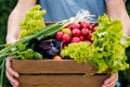 Farmer holding wooden box full of fresh raw vegetables. Basket with vegetable in the hands Royalty Free Stock Photo
