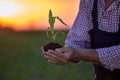 Farmer holding young corn with soil in hands Royalty Free Stock Photo