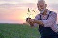 Farmer holding young corn with soil in hands Royalty Free Stock Photo