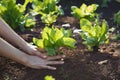 Farmer holding young endive plants growing on fertile soil with natural green and brown background. Growing plants Agriculture Royalty Free Stock Photo