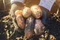 The farmer holds a big fresh potato in his hands. Autumn harvesting. Agriculture and farming. Organic vegetables. Harvest. Eco- Royalty Free Stock Photo