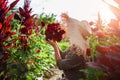 Farmer holds bouquet of burgundy ball dahlias on rural flower farm at sunset. Woman picks flowers in field. Summer work Royalty Free Stock Photo