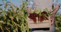 Farmer holds a box with fresh corn cobs Royalty Free Stock Photo