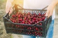 A farmer holds a box of freshly picked red cherries in the garden. Fresh organic fruits. Summer harvest. Selective focus Royalty Free Stock Photo