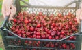 A farmer holds a box of freshly picked red cherries in the garden. Fresh organic fruits. Summer harvest. Selective focus Royalty Free Stock Photo