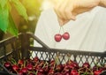 A farmer holds a box of freshly picked red cherries in the garden. Fresh organic fruits. Summer harvest. Selective focus Royalty Free Stock Photo