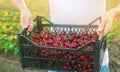 A farmer holds a box of freshly picked red cherries in the garden. Fresh organic fruits. Summer harvest. Selective focus Royalty Free Stock Photo