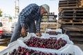 Farmer holds a box of freshly picked red cherries Royalty Free Stock Photo