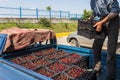 Farmer holds a box of freshly picked red cherries Royalty Free Stock Photo