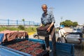 Farmer holds a box of freshly picked red cherries Royalty Free Stock Photo