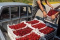 Farmer holds a box of freshly picked red cherries Royalty Free Stock Photo