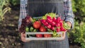 The farmer holds a box of vegetables, stands in his garden